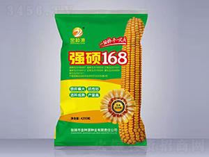 強碩168-玉米種子-金種源