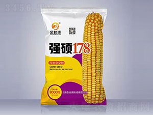 強碩178-玉米種子-金種源