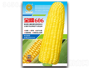 純黃糯金糯606-玉米種子-華為種業