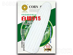 白糯915-玉米種子-華為種業