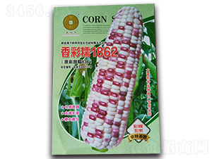 香彩糯1862-玉米種子-華為種業