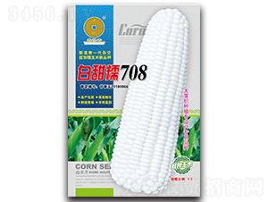 白甜糯708-玉米種子-華為種業