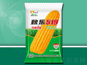 秋樂519-玉米種子-秋樂種業